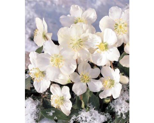 Detail vánočních růží s bílými květy