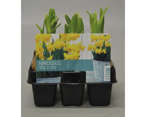 Narcis FloraSelf Narcissus pseudonarcissus'Tete a Tete' 6 ks v balení