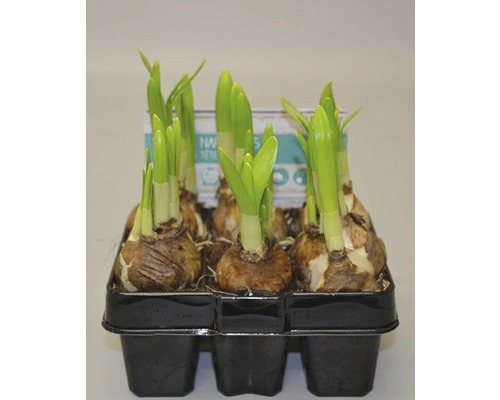 Cibulky narcisů v pěstební misce