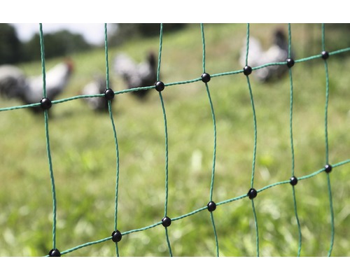 Drůbeží pletivo s kuřaty v pozadí