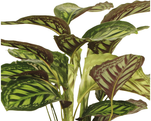 Rostlina s pruhovanými listy