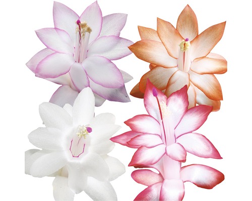 Vánoční kaktus FloraSelf Schlumbergera truncata výška 32-35 cm květináč Ø 17 cm Květy různých vánočních kaktusů