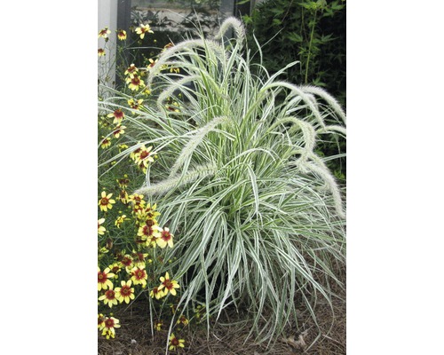 Dochan psárkovitý FloraSelf Pennisetum advena 'Skyrocket' 10-50 cm květináč 3 l Tráva s květenstvím a žlutými květy