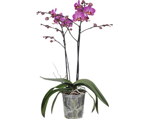 Orchidej v květináči