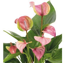 Rostlina Anthurium s růžovými květy a zelenými listy.