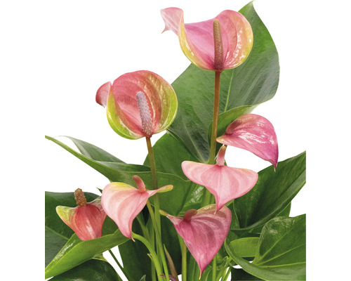 Rostlina Anthurium s růžovými květy a zelenými listy.