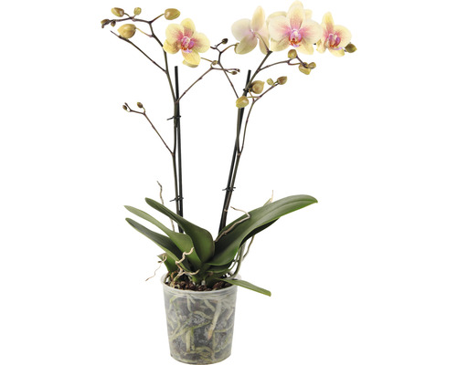 Orchidej v květináči