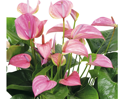 Anthurium pokojová rostlina s růžovými květy a zelenými listy