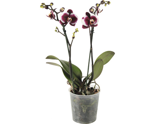 Dvě tmavě červené orchideje s bílými akcenty v průhledném květináči