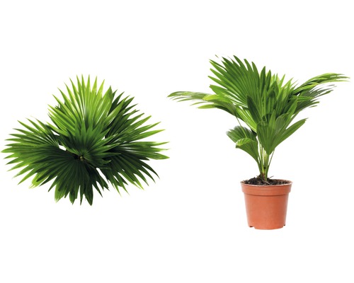 Konopná palma v květináči a pohled shora na listy