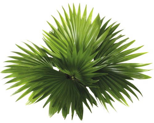Palma s vějířovitými zelenými listy