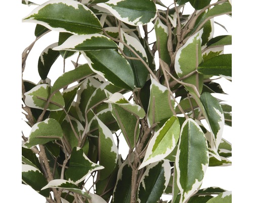 Detailní záběr umělé pokojové rostliny s listy