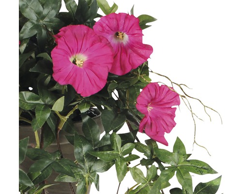 Popínavá rostlina s růžovými květy a zelenými listy