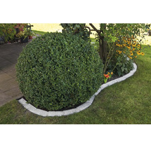 Kulatý strom v zahradě s trávníkem a dlaždicemi