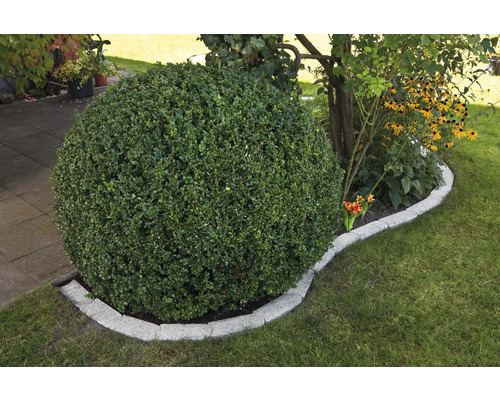 Kulatý strom v zahradě s trávníkem a dlaždicemi