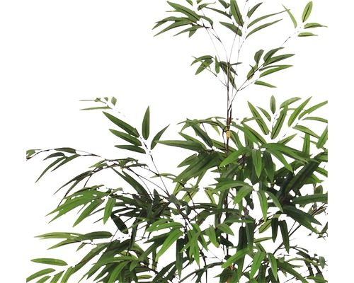 Bambusová rostlina s listy