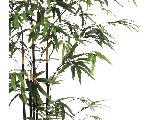 Dekorativní bambus se zelenými listy