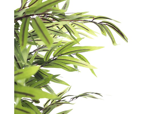 Zelené bambusové větve s listy