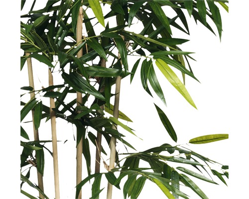 Bambusová rostlina s listy