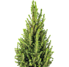 Detail zeleného smrku