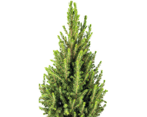 Detail zeleného smrku