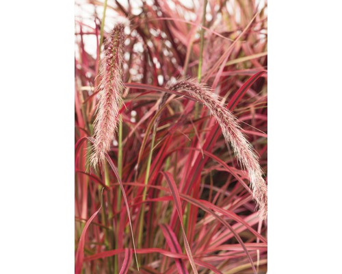 Okrasná tráva s červenými listy a květenstvími