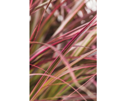 Detail okrasné trávy s dlouhými, úzkými listy