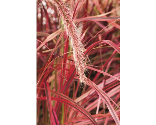 Okrasná tráva s dekorativními květenstvími a listy