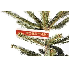 Detailní záběr jedle kavkazské s etiketou