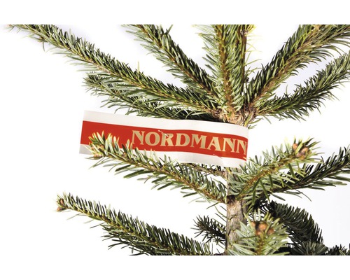 Detailní záběr jedle kavkazské s etiketou