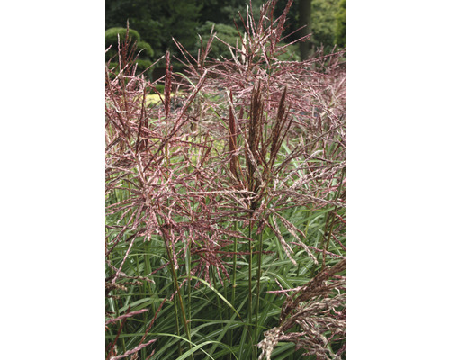 Ozdobnice čínská FloraSelf Miscanthus sinensis "Dálný východ" 20-100 cm květináč 6 l