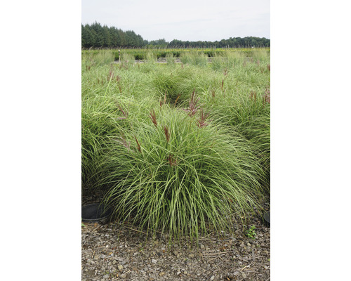 Ozdobnice čínská FloraSelf Miscanthus sinensis 'Red Chief' 20-100 cm květináč 6 l Pole vysoké okrasné trávy s květenstvími