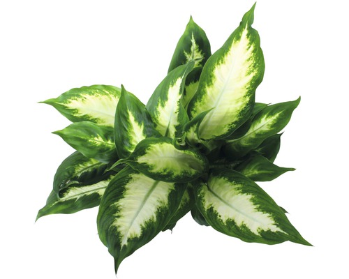 Pokojová rostlina Dieffenbachia s velkými listy