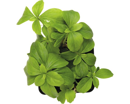 Evropský slanorožec v květináči