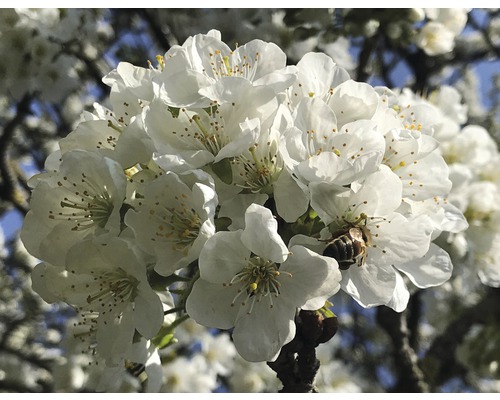 Detail bílých květů s včelou