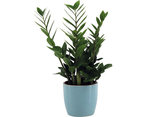 Zamioculcas pokojová rostlina v květináči