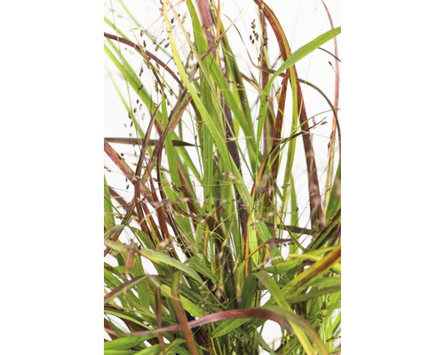 Proso prutnaté FloraSelf Panicum virgatum 'Cheyenne Sky' 10-80 cm květináč 3 l Okrasná tráva se zelenými a červenými listy