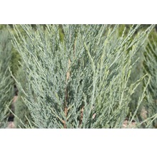 Detailní záběr modrozeleného cypřiše.