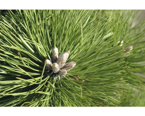 Borovice černá Botanico Pinus nigra 'Hornibrookiana' 40-50 cm květináč 10 l Detailní záběr jehličí a pupenů borovice