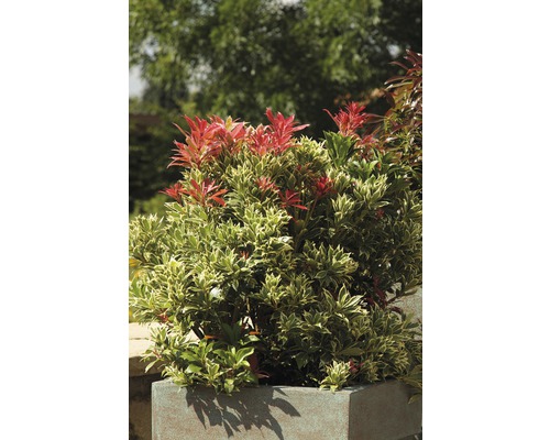 Pieris japonský FloraSelf Pieris japonica 'Carnaval' výška 40-50 cm květináč 6 l