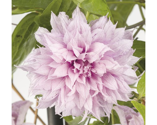 Plamének velkokvětý Clematis hybrid 'Multi Pink' 50-70 cm květináč 2,3 l