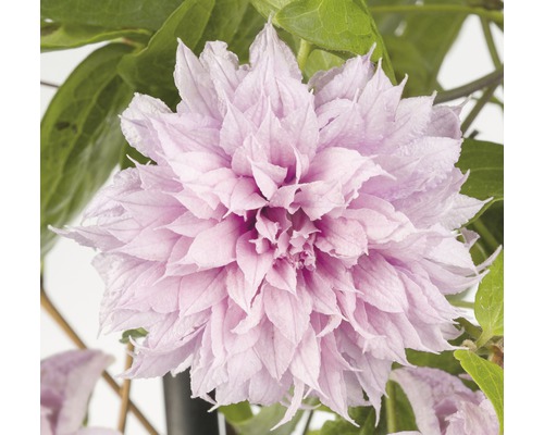 Plamének velkokvětý Clematis hybrid 'Multi Pink' výška cca 90 cm květináč 2,3 l Detailní záběr květu plaménku