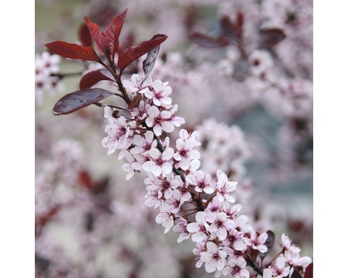 Trpasličí slivoň myrobalán FloraSelf Prunus cistena 100-125 cm květináč 10 l Větev s růžovými květy a tmavě červenými listy