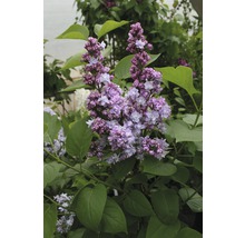 Detail kvetoucího šeříku