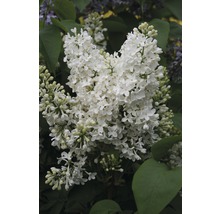 Detail bílého květu šeříku