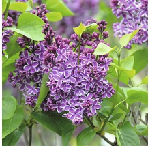 Detail fialového květu šeříku se zelenými listy.