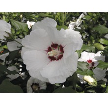 Ibišek syrský polokmen FloraSelf Hibiscus syriacus 'Red Heart' kmen cca 40 cm celková výška 60-80 cm květináč 6 l