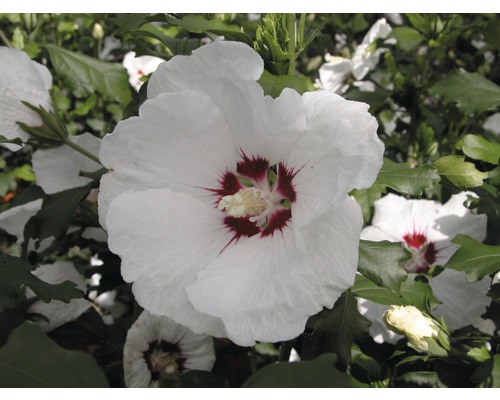 Ibišek syrský polokmen FloraSelf Hibiscus syriacus 'Red Heart' kmen cca 40 cm celková výška 60-80 cm květináč 6 l