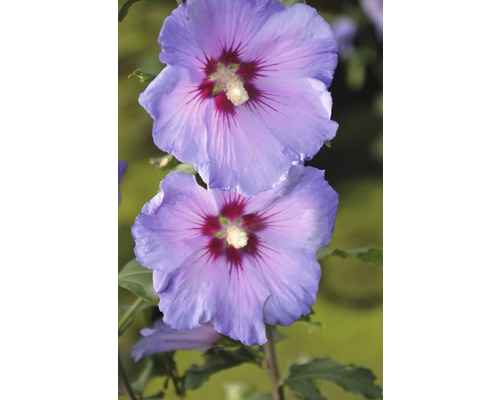 Ibišek syrský polokmen FloraSelf Hibiscus syriacus 'Chiffon' výška 60-80 cm květináč 4 l