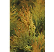 Detail rostliny Thuja